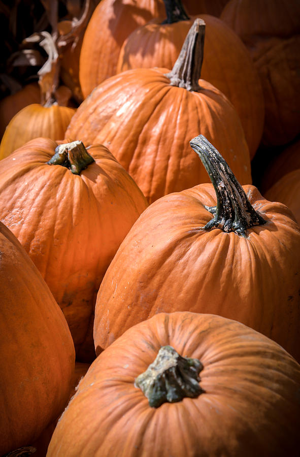 Taste of Autumn Photograph by Karen Wiles