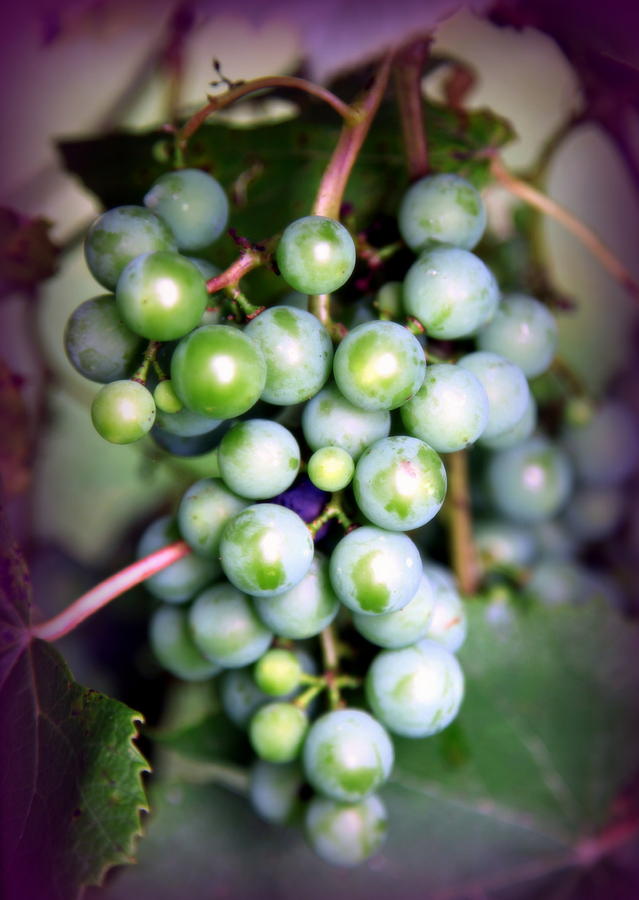 Wine Photograph - TASTE of NATURE by Karen Wiles