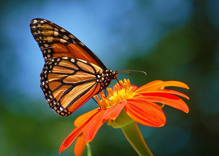 Taste Of Nectar Photograph by Joy Bradley - Fine Art America