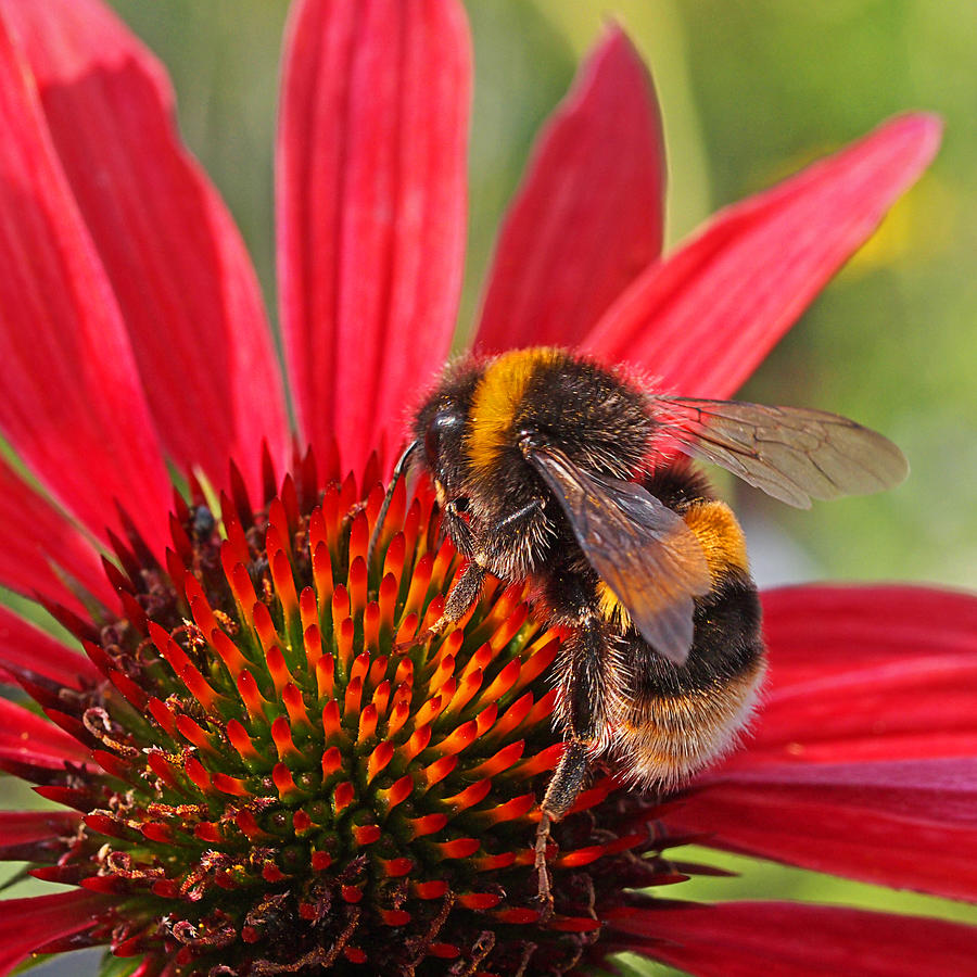Taste of Summer - Bee on Red Coneflower - Square Photograph by Gill Billington