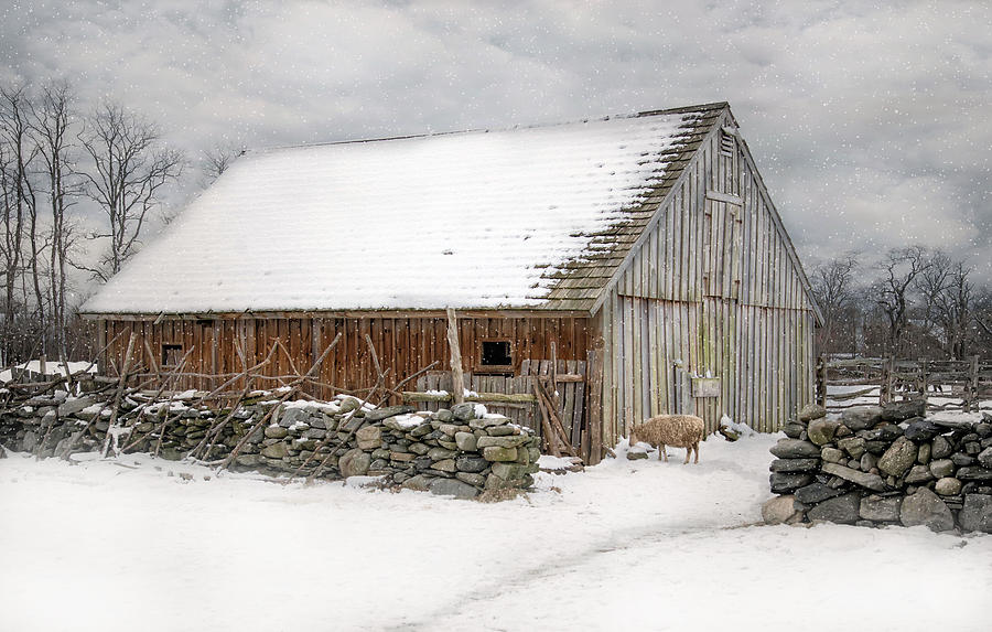 Sheep Photograph - Taste of Winter by Robin-Lee Vieira