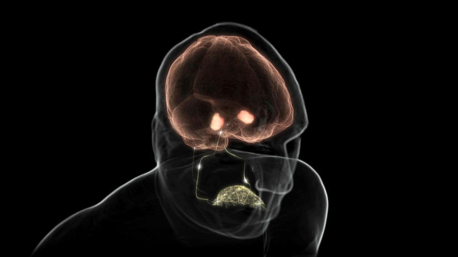 Taste Receptors Sending Signals To Brain Photograph by Anatomical Travelogue