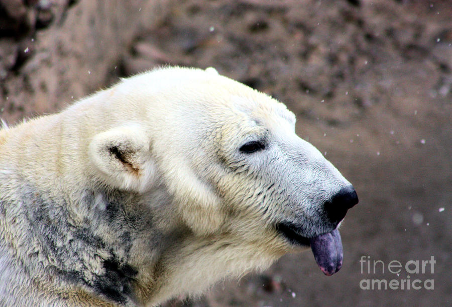 Polar Bear Photograph - Tasting Snowflakes by Nick Gustafson