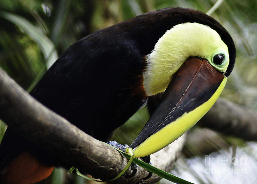 Toucan Photograph - Tasty by D C