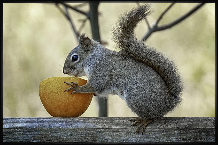 Animal Photograph - Tasty orange bowl of love by LeeAnn McLaneGoetz McLaneGoetzStudioLLCcom