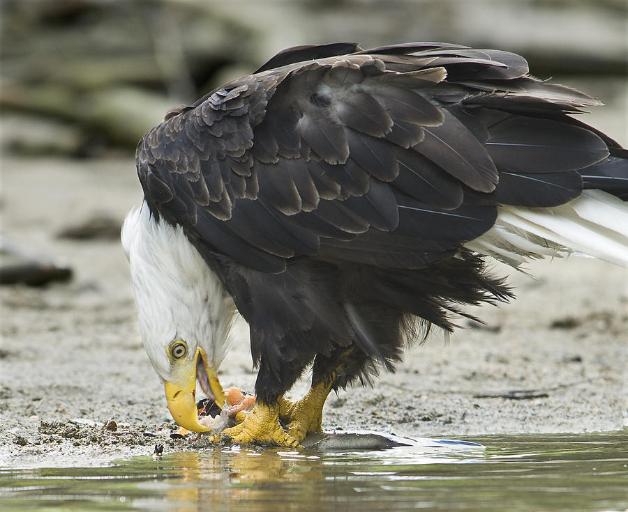 Patriotism Photograph - Tasty trout by Richard Berry Patriotism Photograph - Tasty trout by Richard Berry