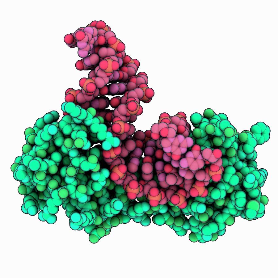 the-tata-box-regulates-tata-binding-protein-tbp-dynamics-in-vivo