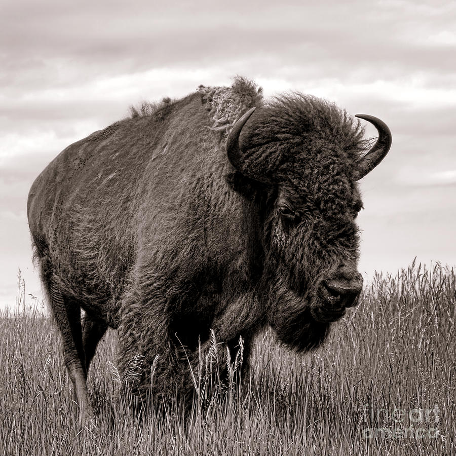 Bison Photograph - Tatanka by Olivier Le Queinec
