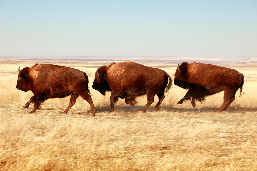 Buffalo Photograph - Tatanka by Todd Klassy Buffalo Photograph - Tatanka by Todd Klassy