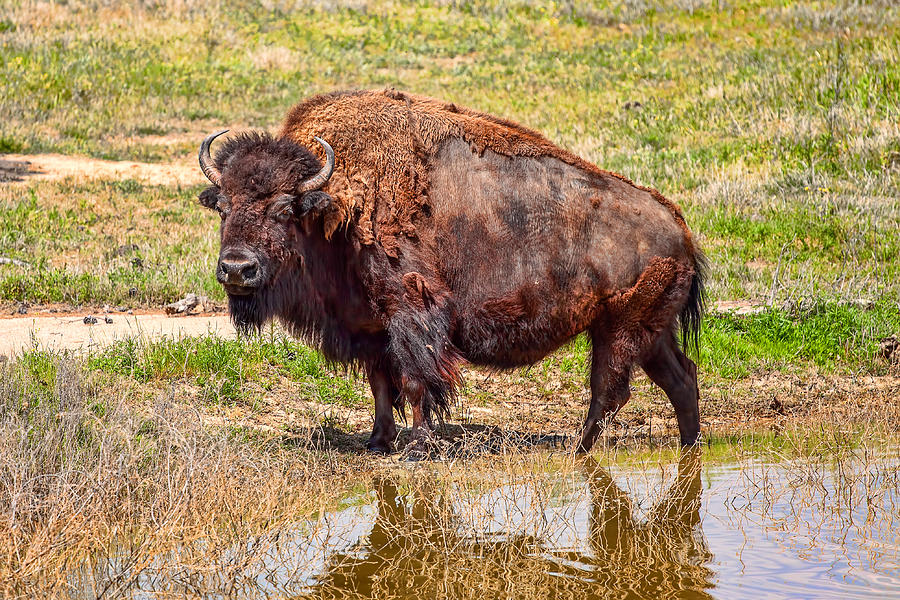 Bison Photograph - Tatonka by Tom Weisbrook