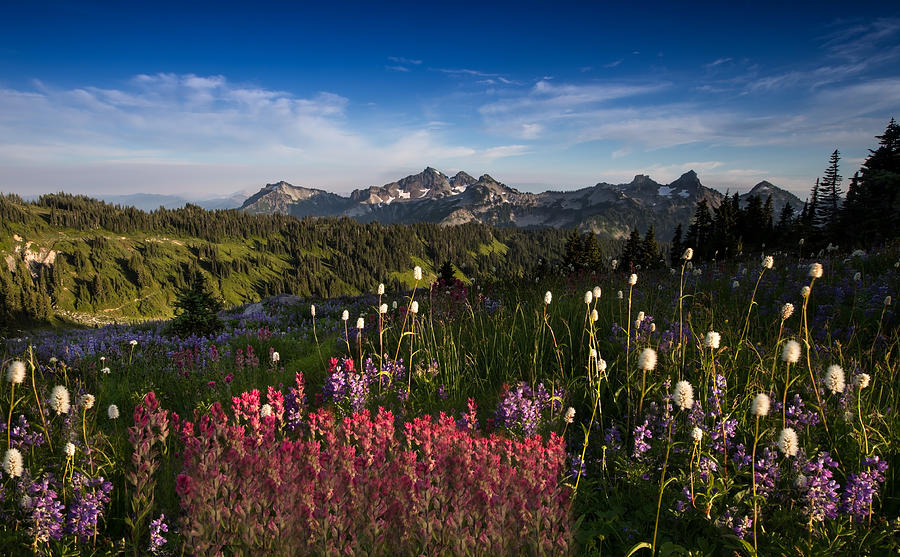 Flower Photograph - Tatoosh Mountain Range by Larry Marshall