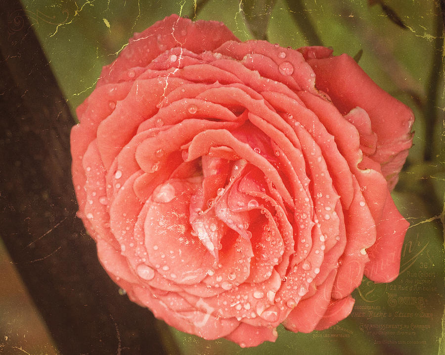 Flower Photograph - Tattered Rose by Mel Hensley