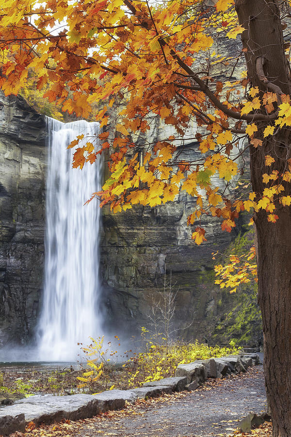 Taughannock Falls And Maple Photograph by Michele Steffey