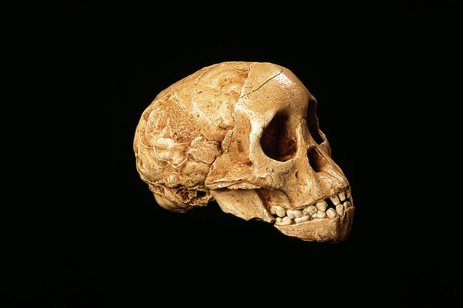 Skull Photograph - Taung Child Fossil by Pascal Goetgheluck/science Photo Library