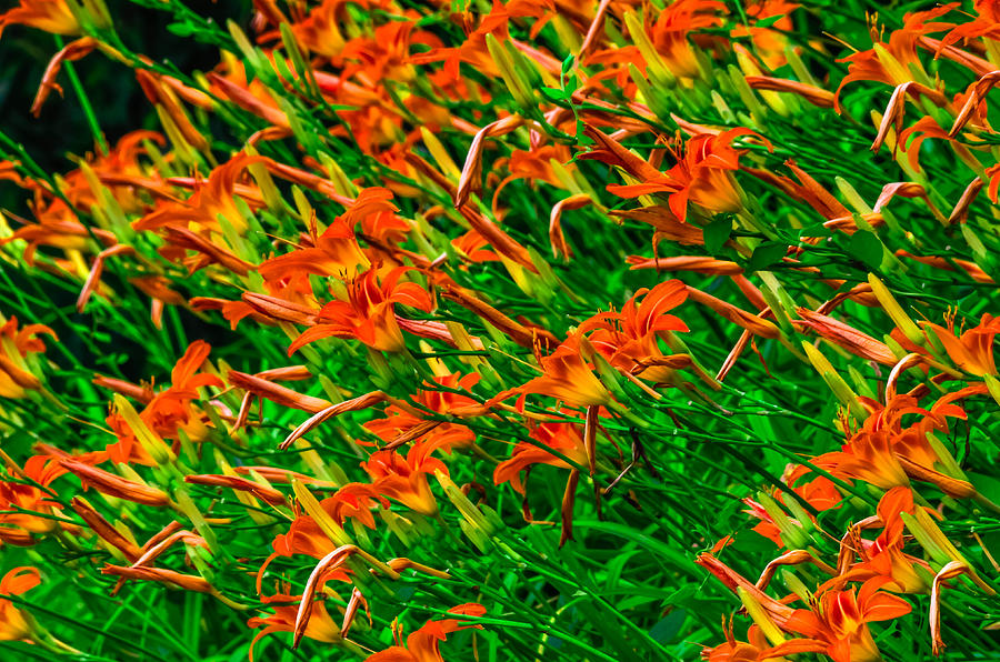 Lily Photograph - Tawny Daylilies by Brian Stevens