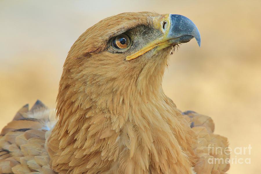 Eagle Photograph - Tawny Eagle - Peace by Andries Alberts