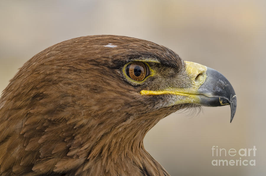Eagle Photograph - Tawny Eagle 3 by Steev Stamford