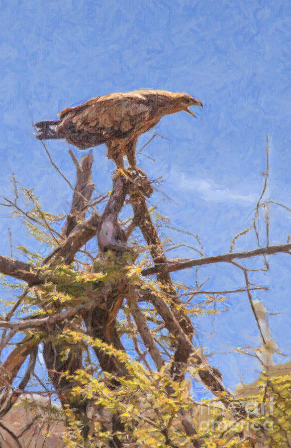 Tawny Eagle  Aquila rapax calling from  acacia bush Digital Art by Liz Leyden