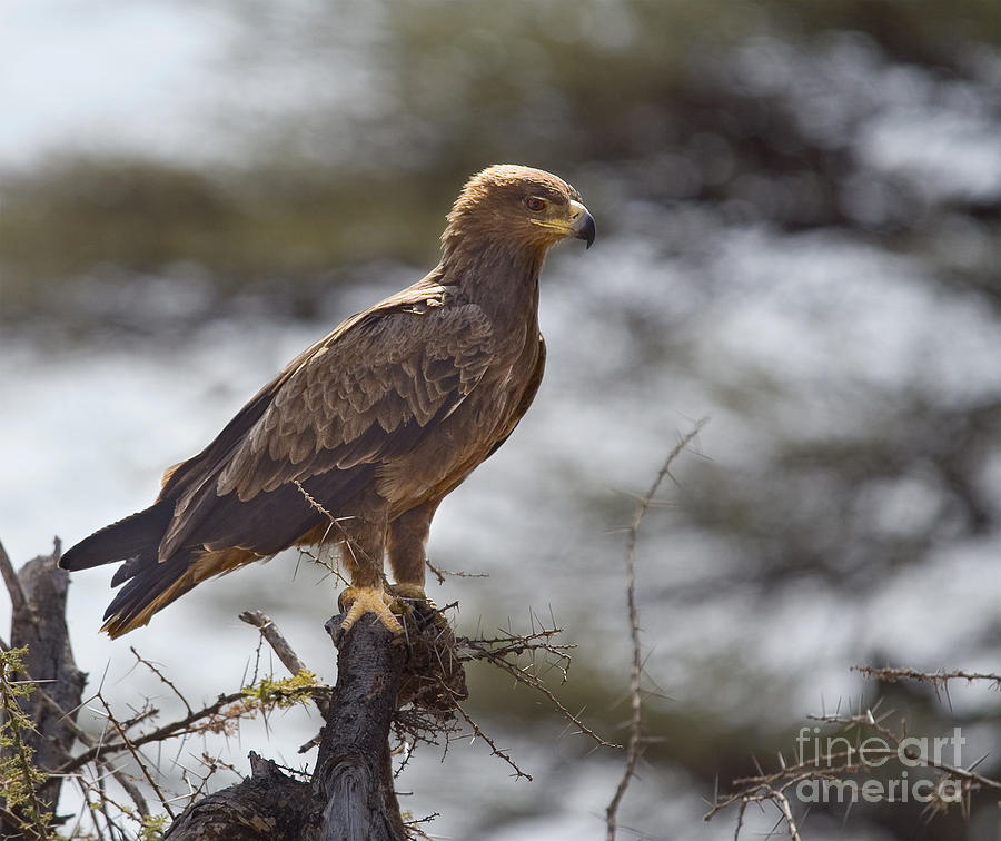 Tawny Eagle  Aquila rapax  Kenya Photograph by Liz Leyden