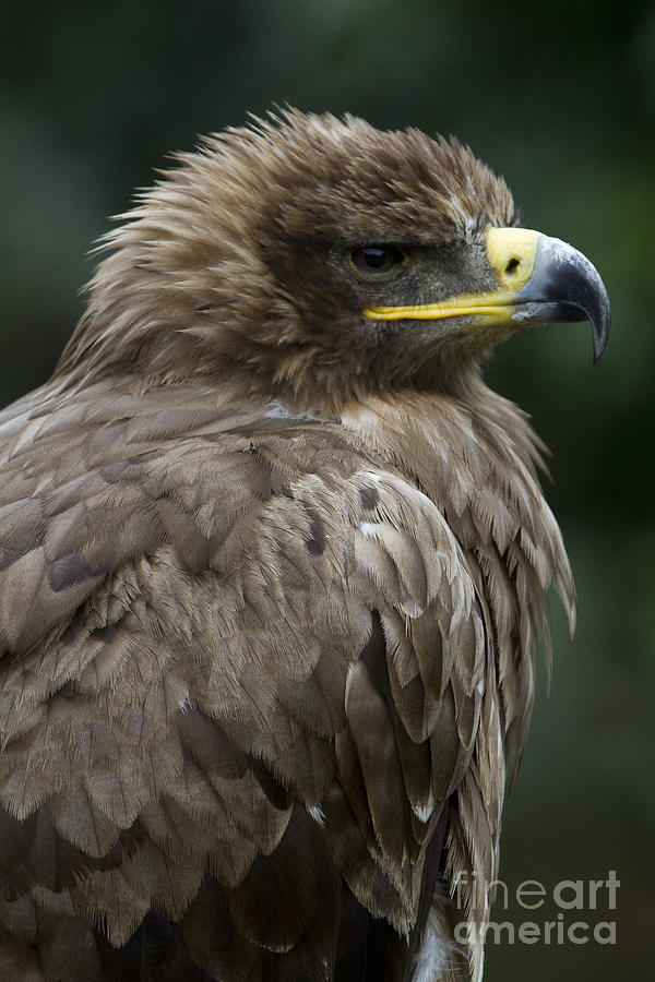 Tawny Eagle Photograph by Heiko Koehrer-Wagner
