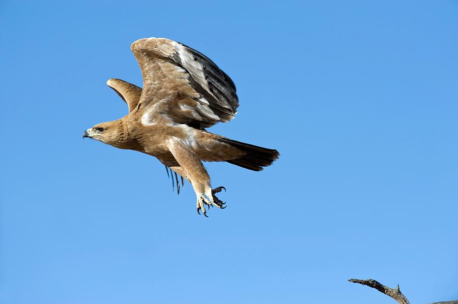 Tawny Eagle In Flight Photograph by Tony Camacho/science Photo Library