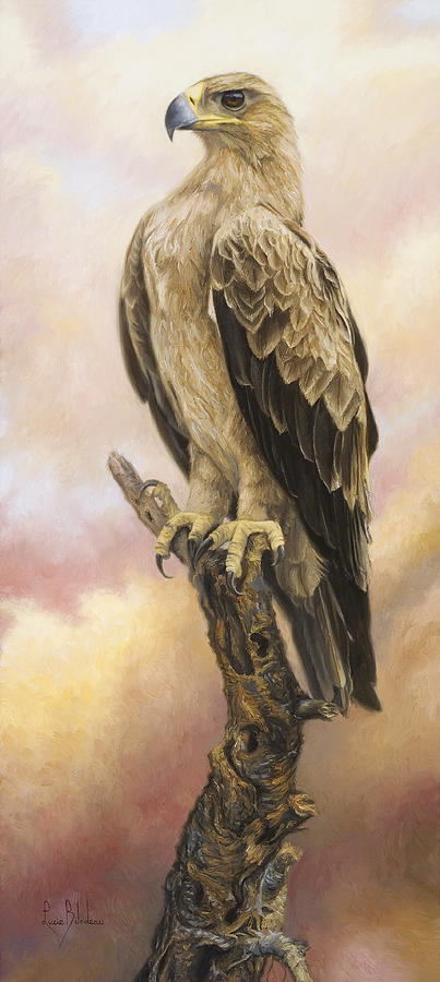 Eagle Painting - Tawny Eagle by Lucie Bilodeau
