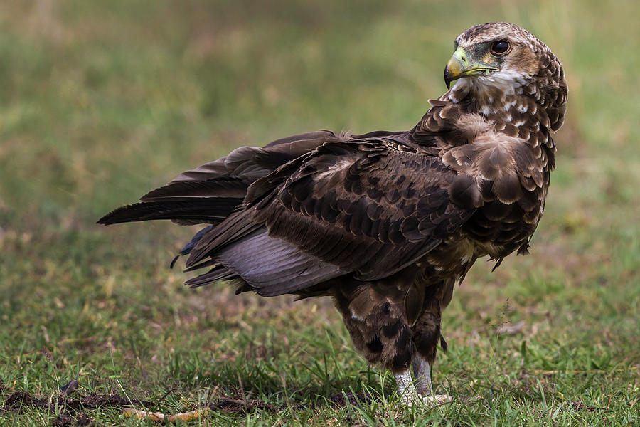 Tawny Eagle Photograph by Manoj Shah