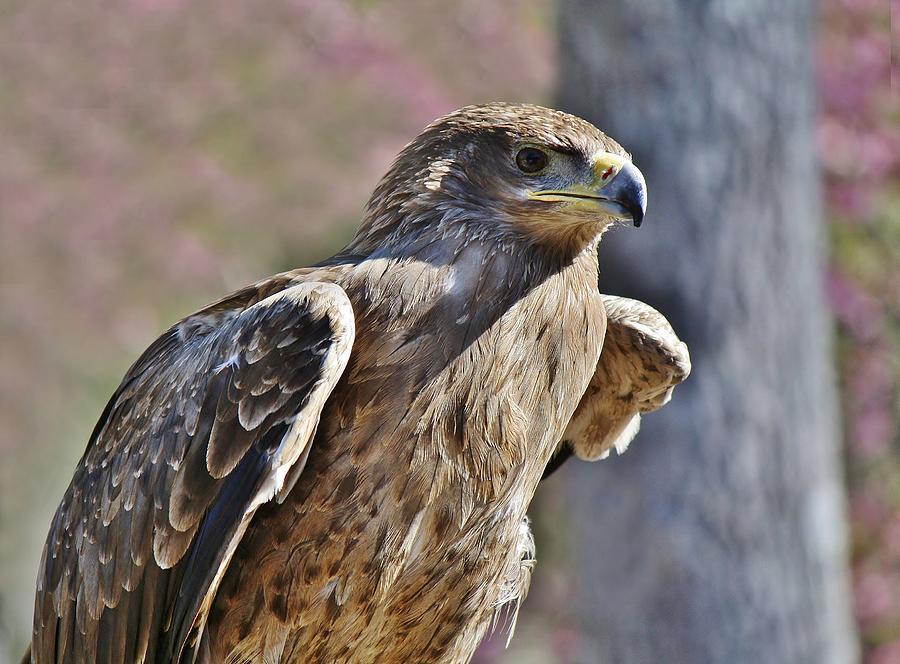 Bird Photograph - Tawny Eagle by Paulette Thomas