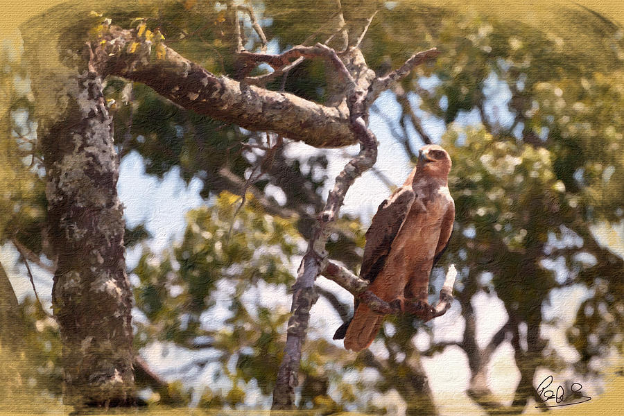 Tawny Eagle Photograph by Perla Copernik