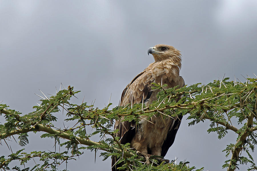 Tawny Eagle Photograph by Tony Murtagh