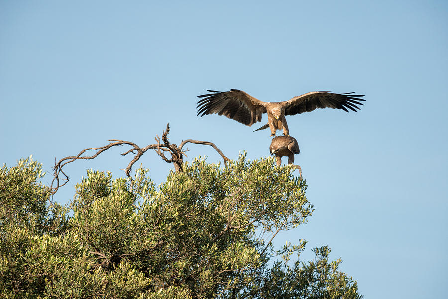 Tawny Eagles About To Mate, Kenya Photograph by James Steinberg - Pixels