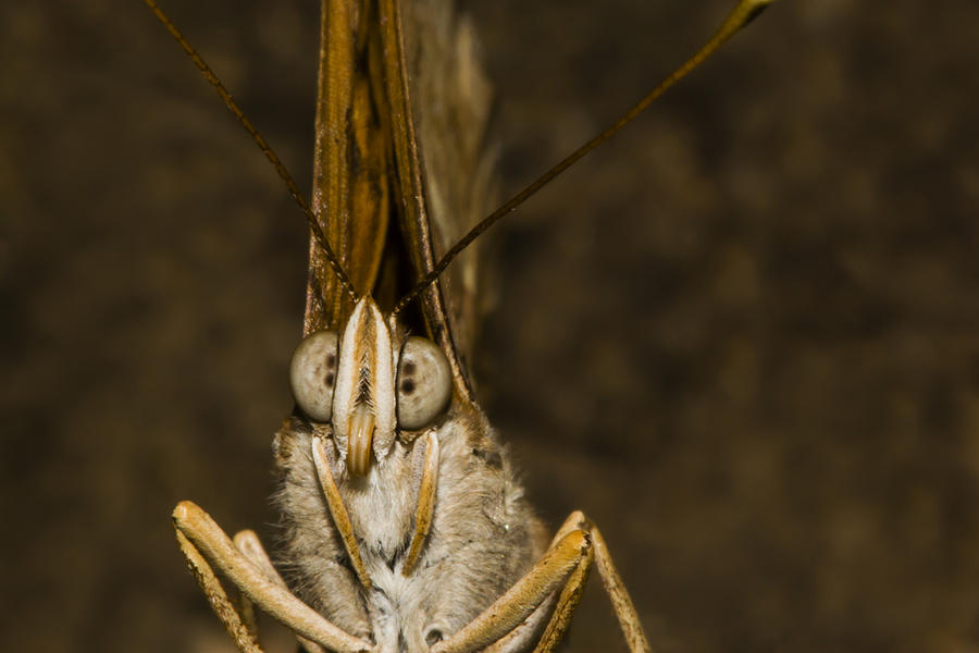 Butterfly Photograph - Tawny Emperor Butterfly by Steven Schwartzman