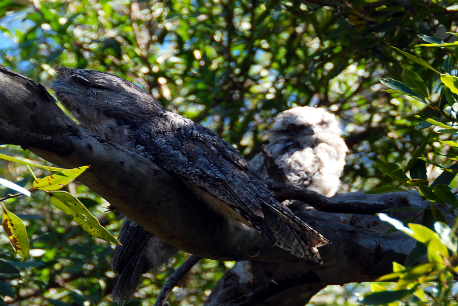 Tawny Frog Mouths Owl Photograph by Glen Johnson