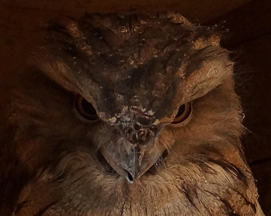 Tawny Frogmouth 2 Photograph by Ernest Echols