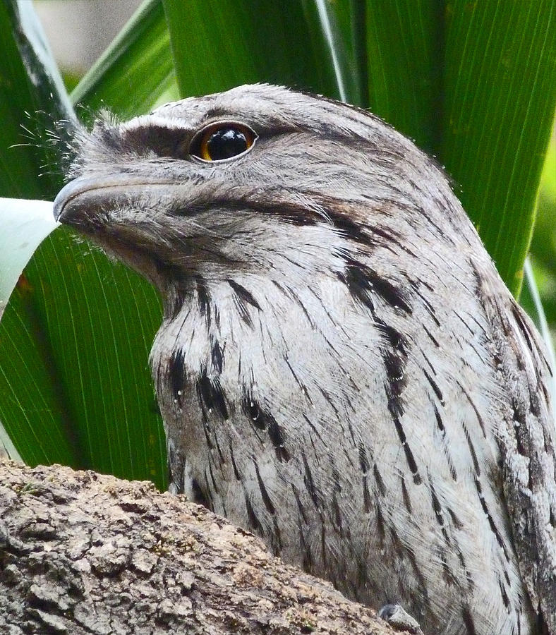 Tawny Frogmouth Photograph by Margaret Saheed