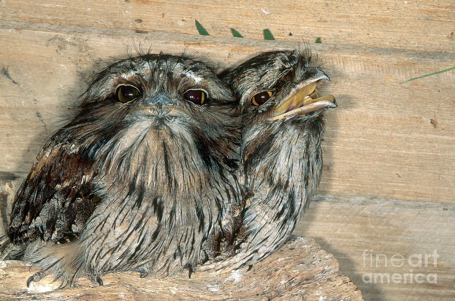 Tawny Frogmouths Photograph by Gregory G. Dimijian, M.D.