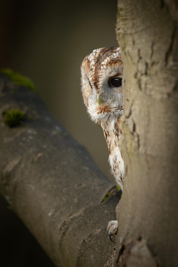 Tawny Owl Photograph by Andy Astbury