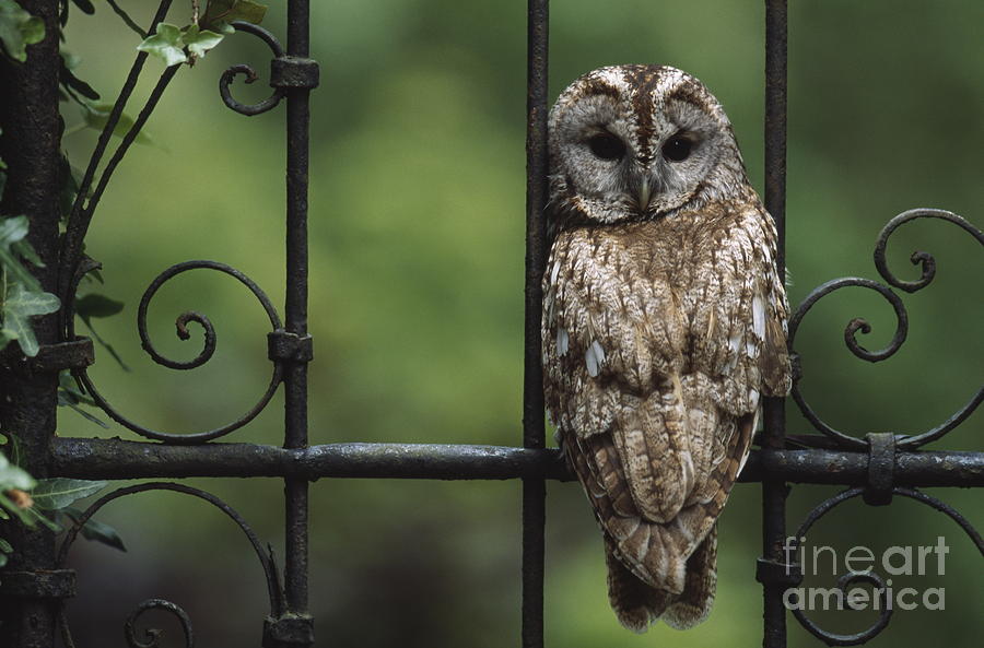 Animal Photograph - Tawny Owl by Ann and Steve Toon