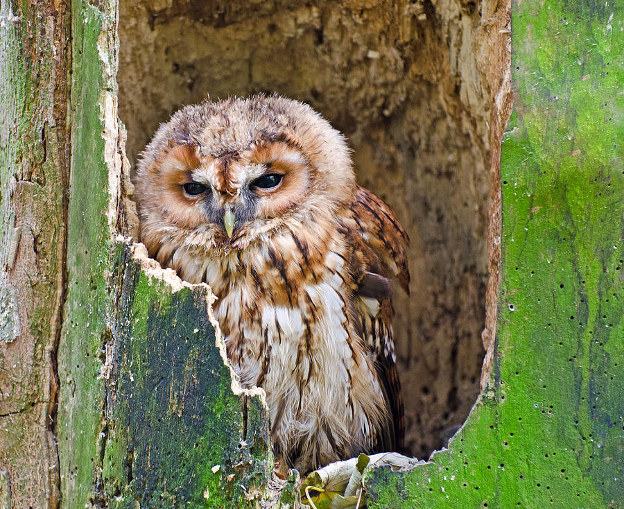 Tawny Owl Photograph by Chris Thaxter