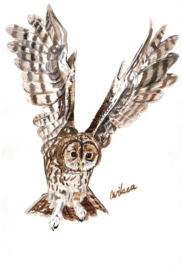 Tawny Owl Painting by Emily Wilsea - Pixels