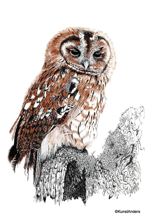 Tawny owl Drawing by Hanneke Messelink-Anders - Pixels