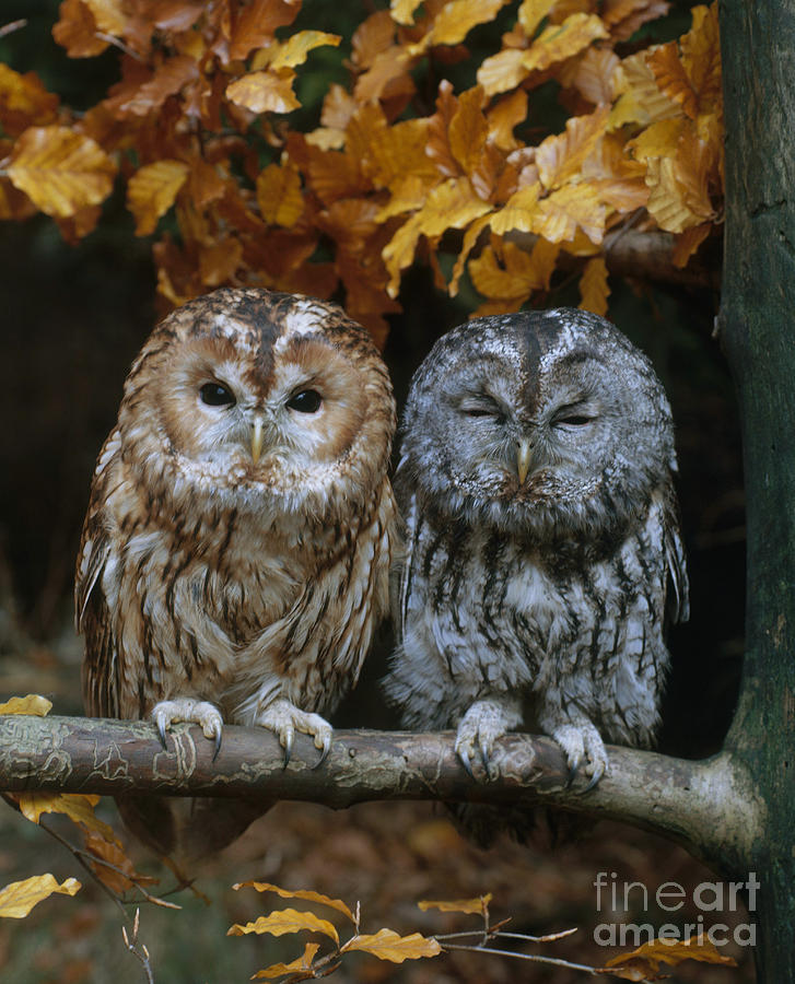 Tawny Owl Photograph by Hans Reinhard