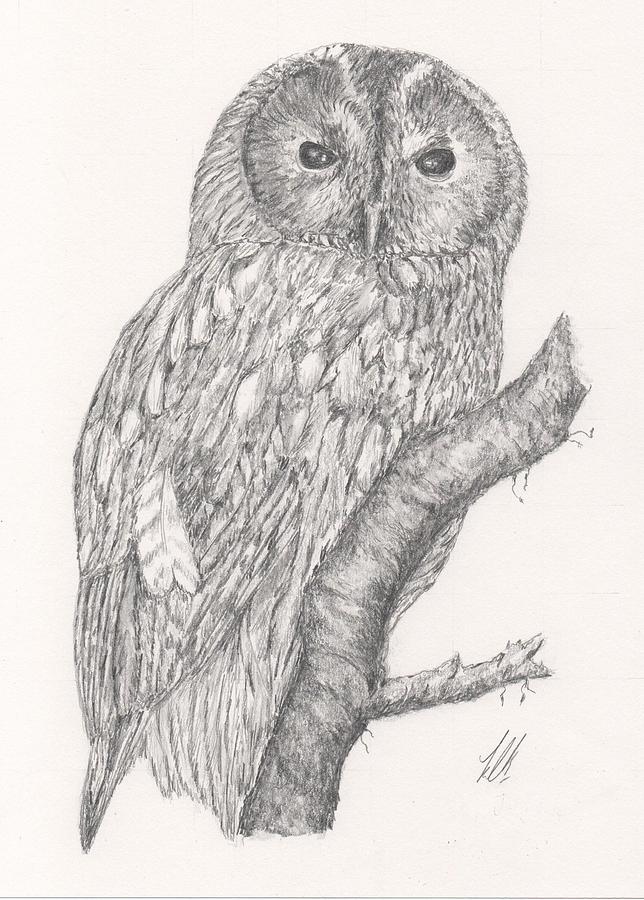 Tawny Owl Drawing by Keith Miller - Fine Art America