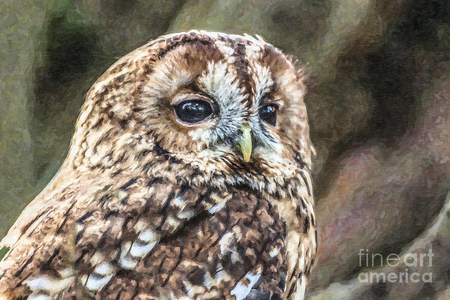 Owl Digital Art - Tawny Owl by Liz Leyden
