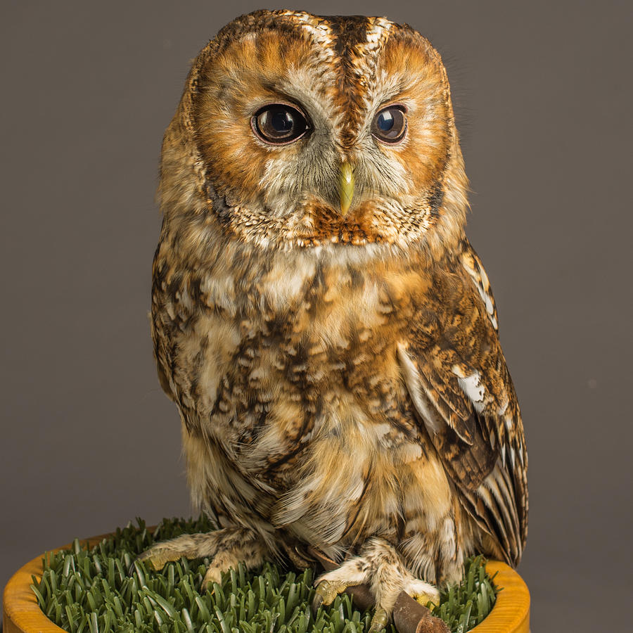 Tawny Owl Natural Photograph