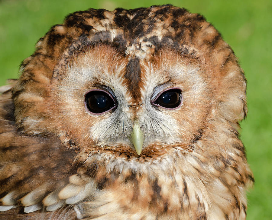 Bird Photograph - Tawny Owl by Nigel Downer