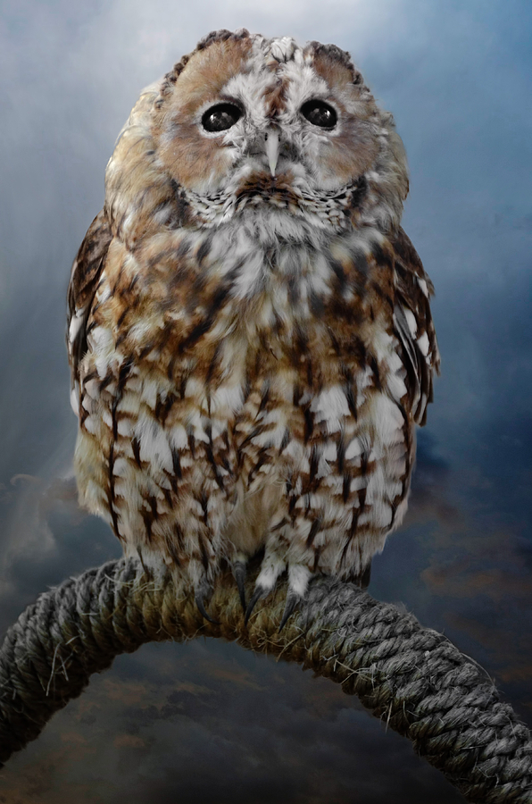 Owl Photograph - Tawny Owl by Steven Michael