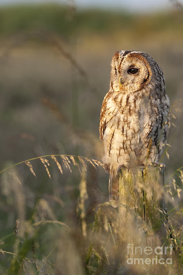 Wildlife Photograph - Tawny Owl by Tim Gainey