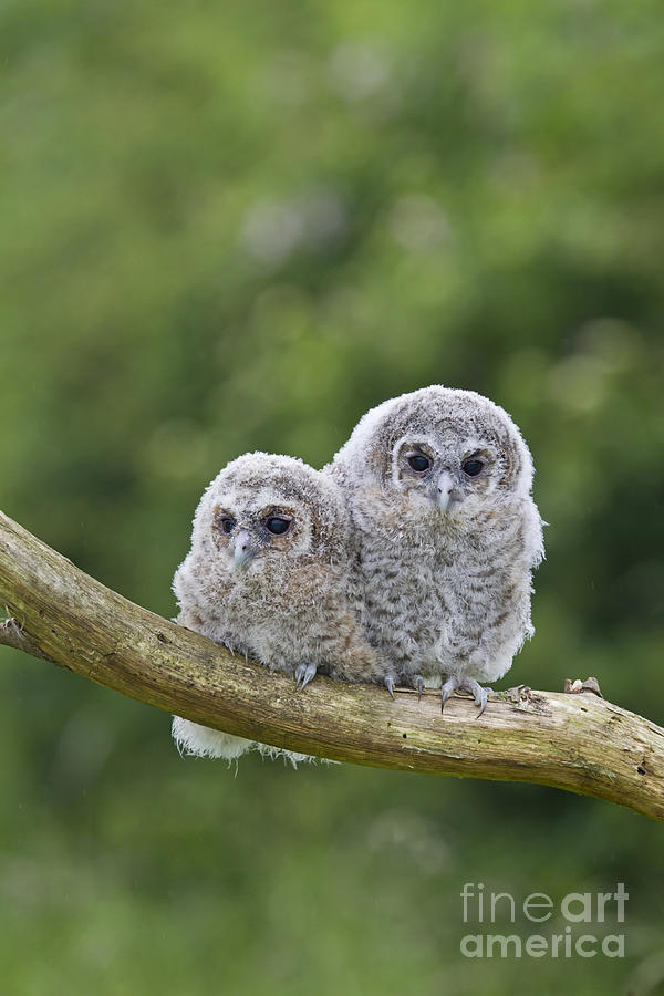 Owl Photograph - Tawny Owlets by Paul Sawer FLPA