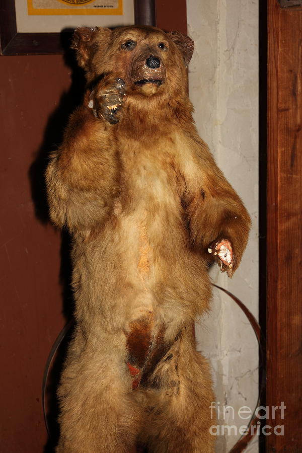 Taxidermy Bear In The Cellar Room At the Swiss Hotel Sonoma California 5D24447 Photograph by Wingsdomain Art and Photography